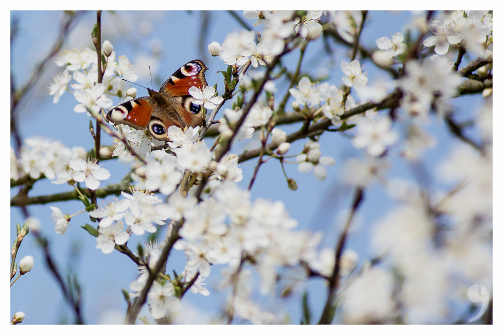 Butterfly in spring I